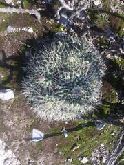 Mammillaria compressa