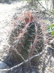 Thelocactus bicolor