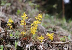 Corydalis pallida tenuis