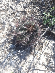 Thelocactus bicolor