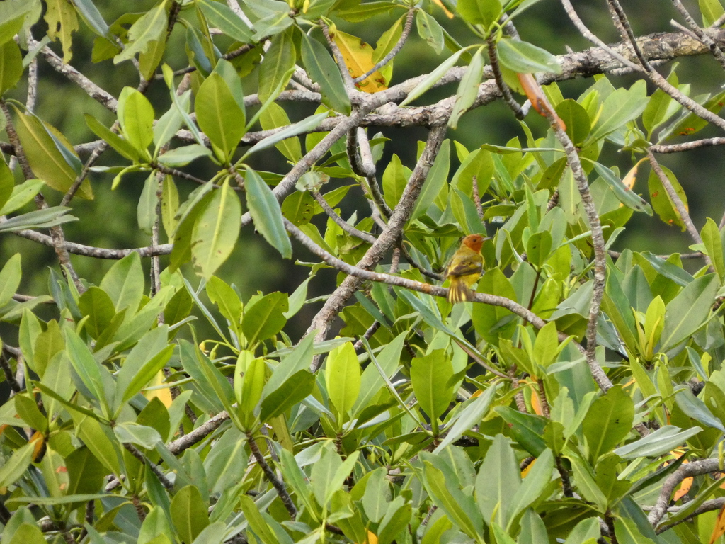 Mangrove Warbler [erithachorides]
