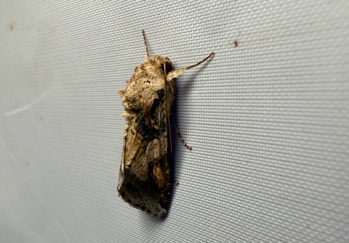 Velvet Armyworm Moth photo 5