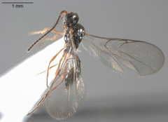 Aclista