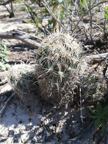 Coryphantha delicata
