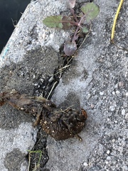 Styela montereyensis