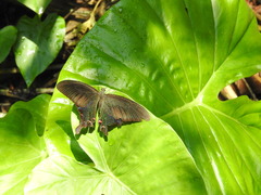Papilio bianor thrasymedes