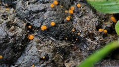 Cheilymenia stercorea