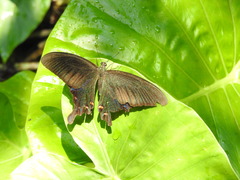 Papilio bianor thrasymedes