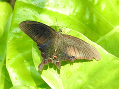 Papilio bianor thrasymedes