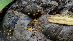 Cheilymenia stercorea