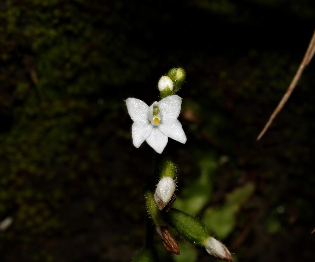Cranichis tenuis