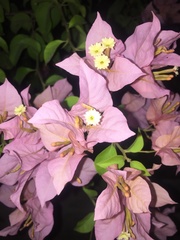 Bougainvillea