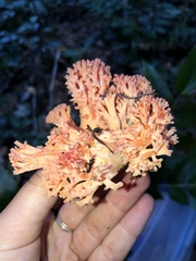Ramaria araiospora
