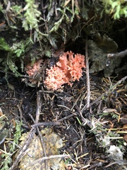 Ramaria araiospora