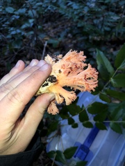 Ramaria araiospora