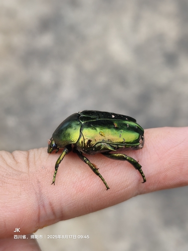 Manchurian Flower Chafer