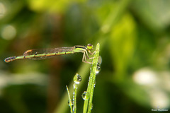 Agriocnemis keralensis