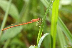 Agriocnemis keralensis