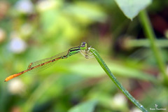 Agriocnemis keralensis