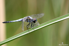 Brachydiplax sobrina