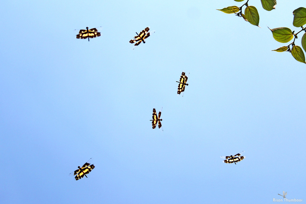 Common Picture Wing