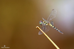 Brachydiplax sobrina