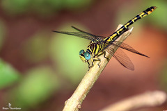 Paragomphus lineatus