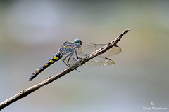 Onychothemis testacea