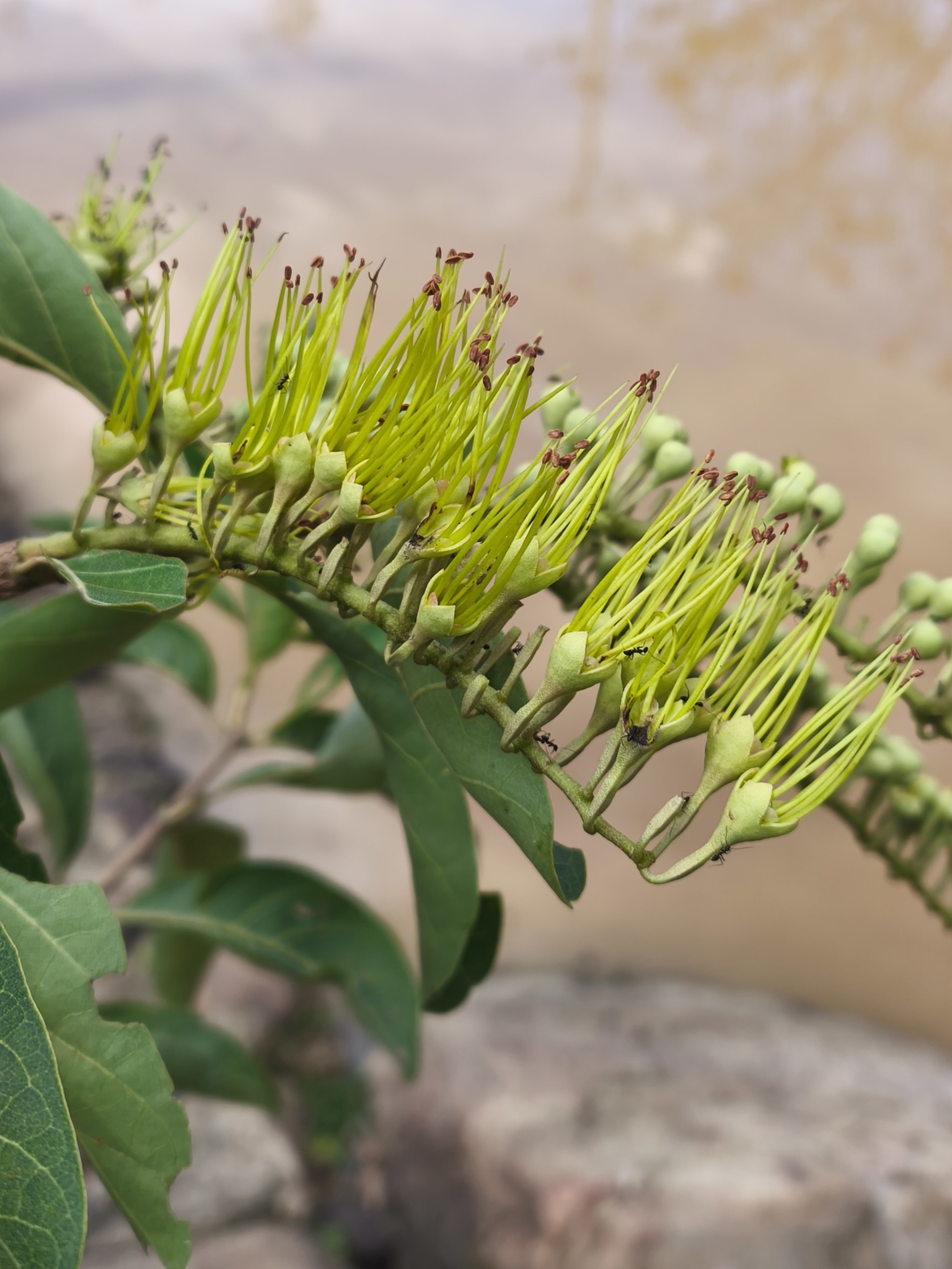 Combretum lanceolatum