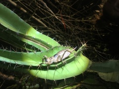 Nesoecia nigrispina