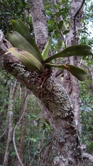 Aeranthes ramosa image