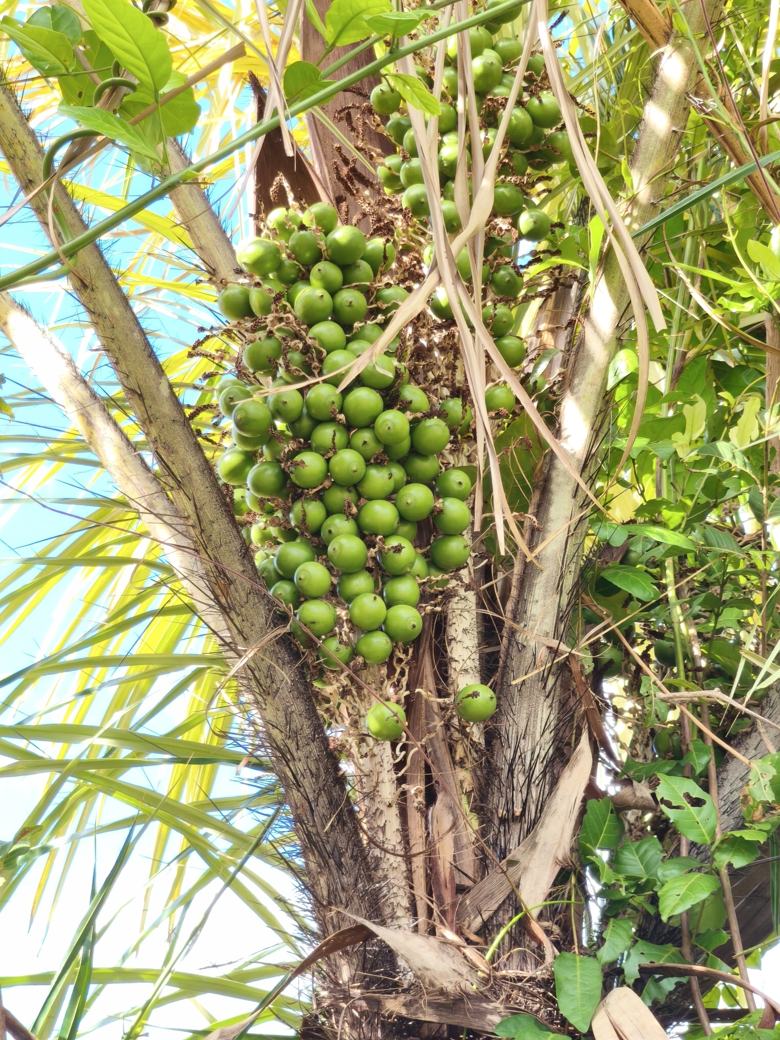 Astrocaryum vulgare