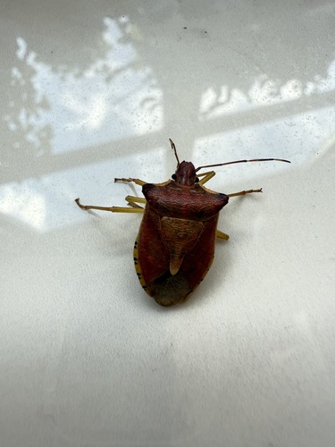 Pentatoma semiannulata