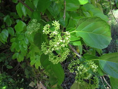 Premna limbata