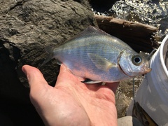 Hyperprosopon argenteum