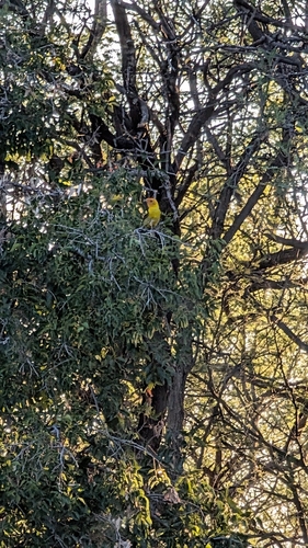 iNaturalist observation 2025-08-16