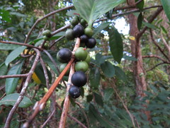 Gynochthodes sessilis