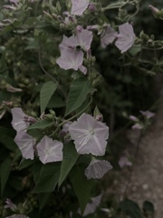Jacquemontia paniculata