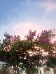 Lonchocarpus longistylus