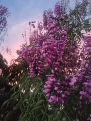 Lonchocarpus longistylus