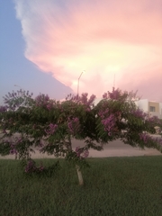 Lonchocarpus longistylus