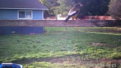 Coccothraustes vespertinus brooksi