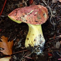 Butyriboletus querciregius
