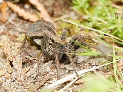 Venatrix pseudospeciosa