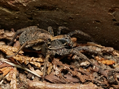 Venatrix pseudospeciosa