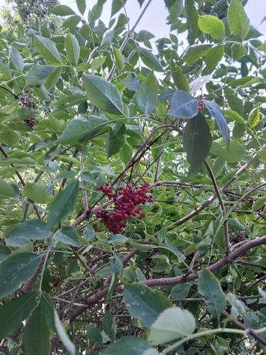 North China red elder (Sambucus williamsii)