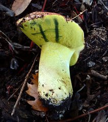 Butyriboletus querciregius