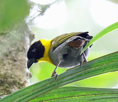 Ploceus nelicourvi