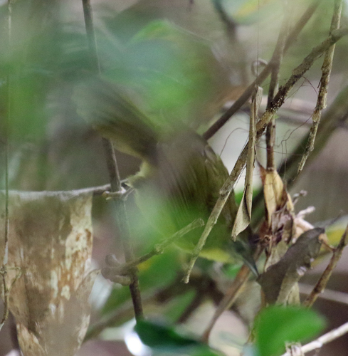 iNaturalist image