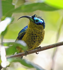 Common Sunbird-Asity photo 1